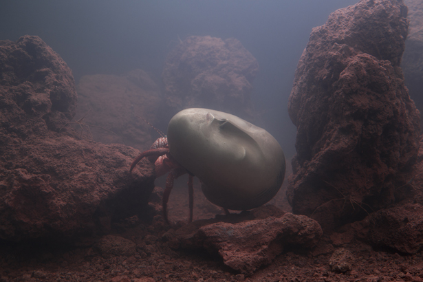 Pierre Huyghe, Zoodram 4, 2011. Living marine ecosystem, aquarium, resin mask of "La Muse endormie" (1910) by Constantin Brancusi, 134.6 x 99.1 x 76.2 cm. Ishikawa Collection, Okayama, Japan. Courtesy of Pierre Huyghe; Marian Goodman Gallery, New York; and Esther Schipper. Photo: © Guillaume Ziccarelli. 