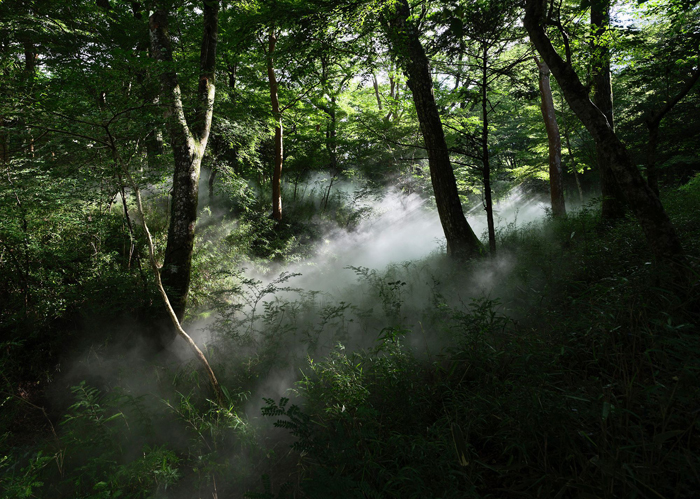 Fujiko Nakaya,&nbsp;Fog Promenade Sengokuhara, Fog Sculpture #47721, 2026. Installation view, Pola Museum of Art, Hakone, Japan, 2026. Photo: Shu Nakagawa 