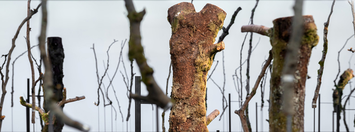 Installation view of Henrik Håkansson. One Hundred and One Pieces of a Tree (Norwegian Wood). Photo: Dag Fosse/KODE.