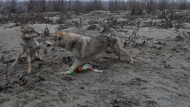 Filippo Berta, Homo Homini Lupus, 2011. Capture de vidéo; trois minutes. Courtoisie de l’artiste