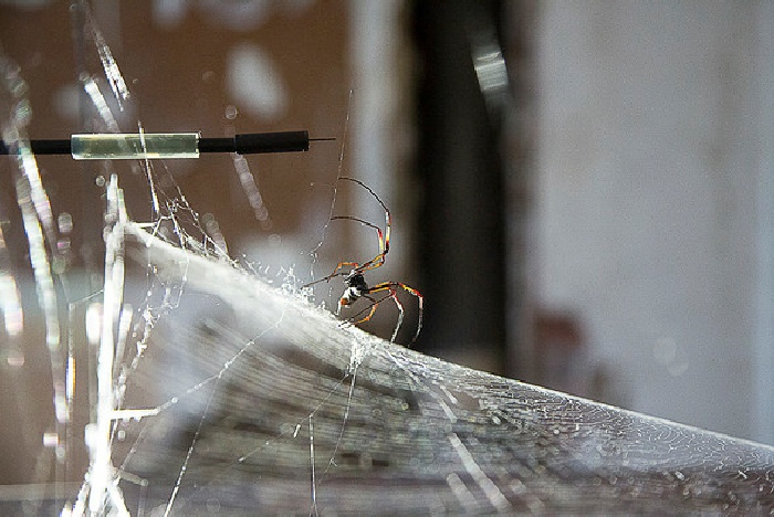 Tomás Saraceno, spiderweb sonification experiments in collaboration with Prof. Dr. Hannelore Hoch and Roland Mühlenthaler, Museum für Naturkunde, Berlin 2014. Courtesy of the artist. © Studio Tomás Saraceno.