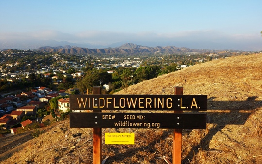 Fritz Haeg, Wildflowering L.A., 2013. Photo: Fritz Haeg.