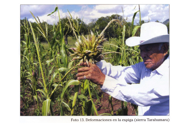 Claire Pentecost, Greetings from the Cornbelt, 2012. Five postcards, poster, and archival envelope. Regional Relationships (Chicago). Photo of deformed and contaminated maize by Alvaro Salgado, Centro Nacional de Ayuda a las Misiones Indigenas (CENAMI).