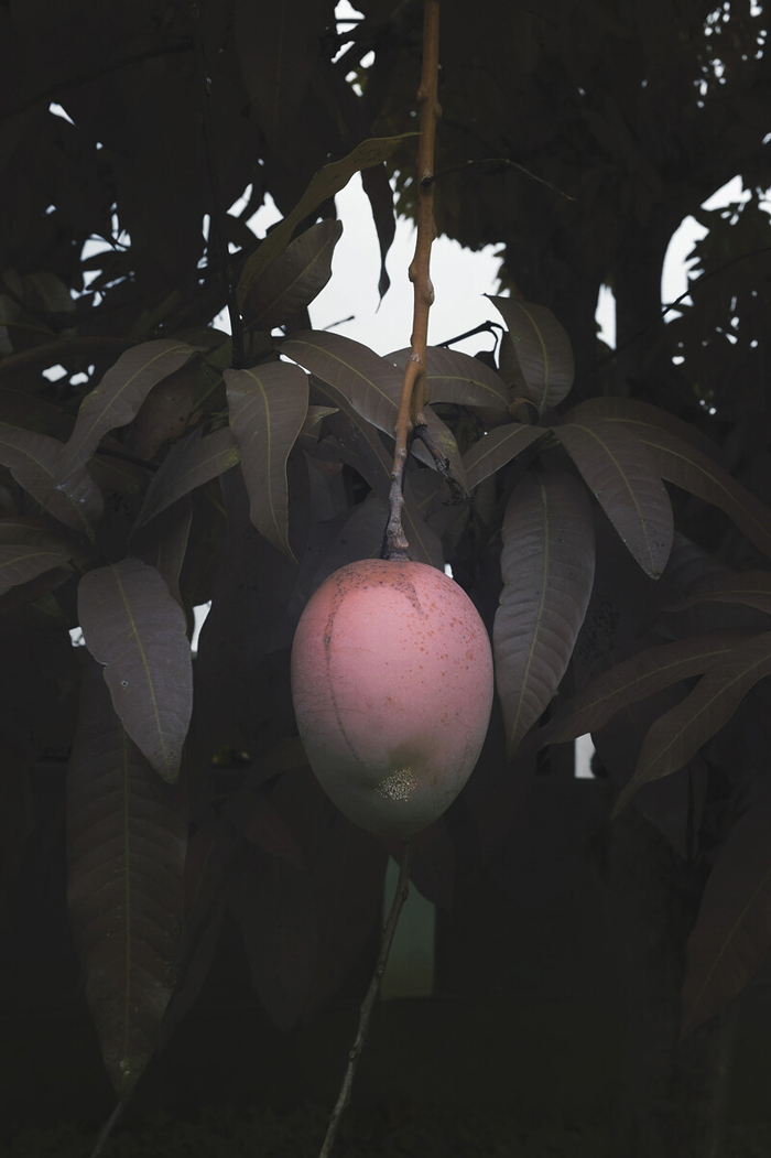 Léonard Pongo, Forbidden Fruit, 2020. Translucent UV print on plexiglass. Fotomuseum Antwerpen. © Léonard Pongo. 