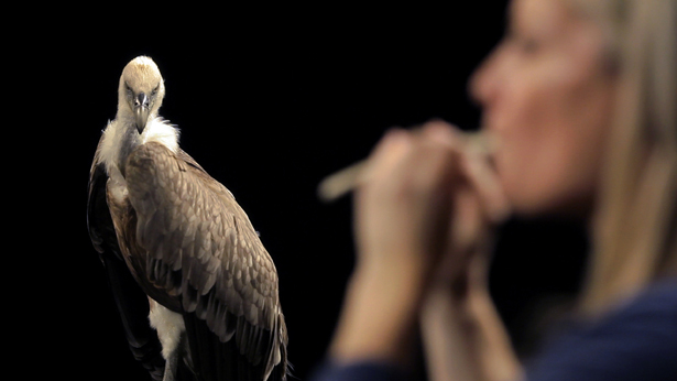 Allora & Calzadilla, Raptor's Rapture (still), 2012. Single channel video projection with sound, 23:30 minutes.