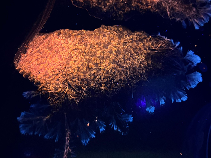 Wona Bae and Charlie Lawler,&nbsp;Primary Succession, 2026. Courtesy of the artists