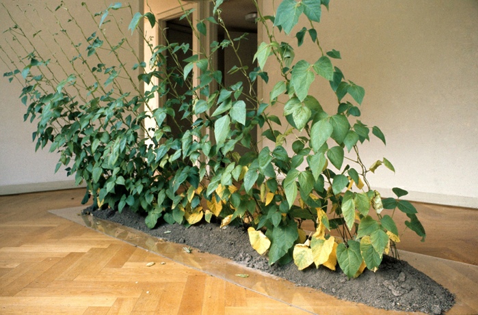 Hans Haacke, Crecimiento dirigido (Directed Growth), 1970/72. Beans, soil, and string, dimensions variable. Courtesy of the artist and Paula Cooper Gallery, New York. © Hans Haacke, VEGAP, Bilbao, 2025. 