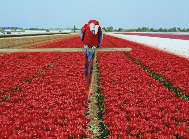 Marijke van Warmerdam, Rrrolle-red, 2011. 35mm film loop (digital version), colour, 32 seconds. Photo: Museum Boijmans Van Beuningen, Rotterdam.
