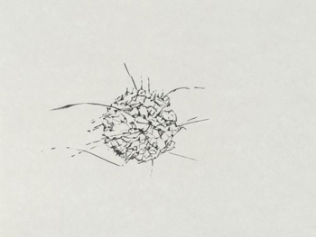 Irene Kopelman, Radiolarians from Scott’s Expedition, 2011. Encre sur papier