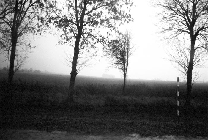 	Alice Miceli, Chernobyl Exclusion Zone, Radioactive Woods, Belarus, 2008. Archival inkjet print. Courtesy of the artist and Galeria Nara Roesler