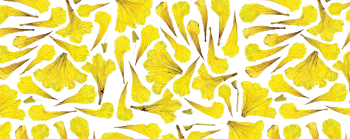 Allora & Calzadilla, Tabebuia chrysantha flowers. © Garage Museum of Contemporary Art.	