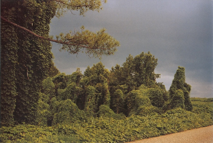 William Christenberry, Kudzu with Storm Cloud, near Akron, Alabama, 1981. © William Christenberry; courtesy Pace/MacGill Gallery, New York