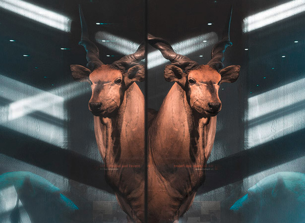 Photo: Carola Radke, Museum für Naturkunde Berlin.